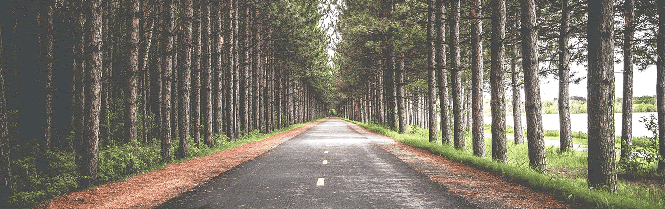 paved road through a forest