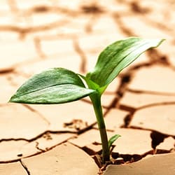 green plant in dry ground